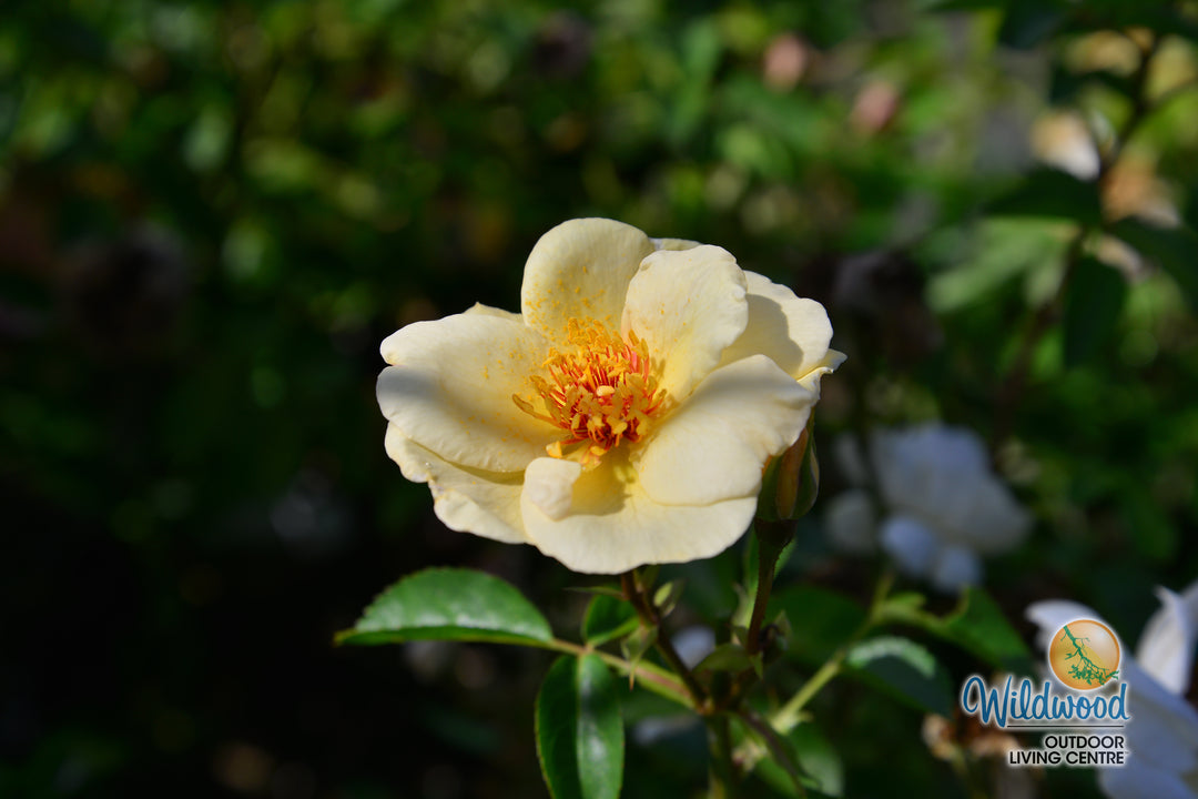 J.P. Connell - Cold Hardy Rose