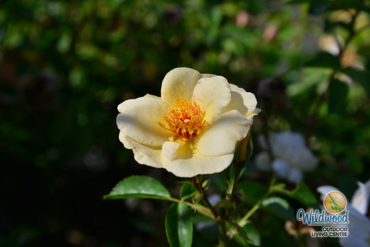 J.P. Connell - Cold Hardy Rose