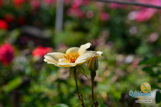 J.P. Connell - Cold Hardy Rose