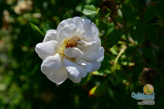 J.P. Connell - Cold Hardy Rose