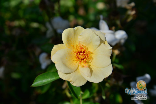 J.P. Connell - Cold Hardy Rose