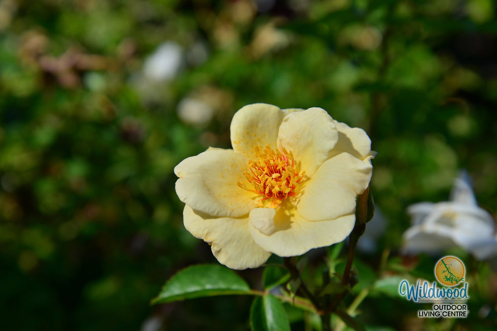J.P. Connell - Cold Hardy Rose