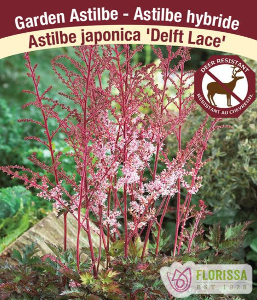 Astilbe - Delft Lace, 1 Pack