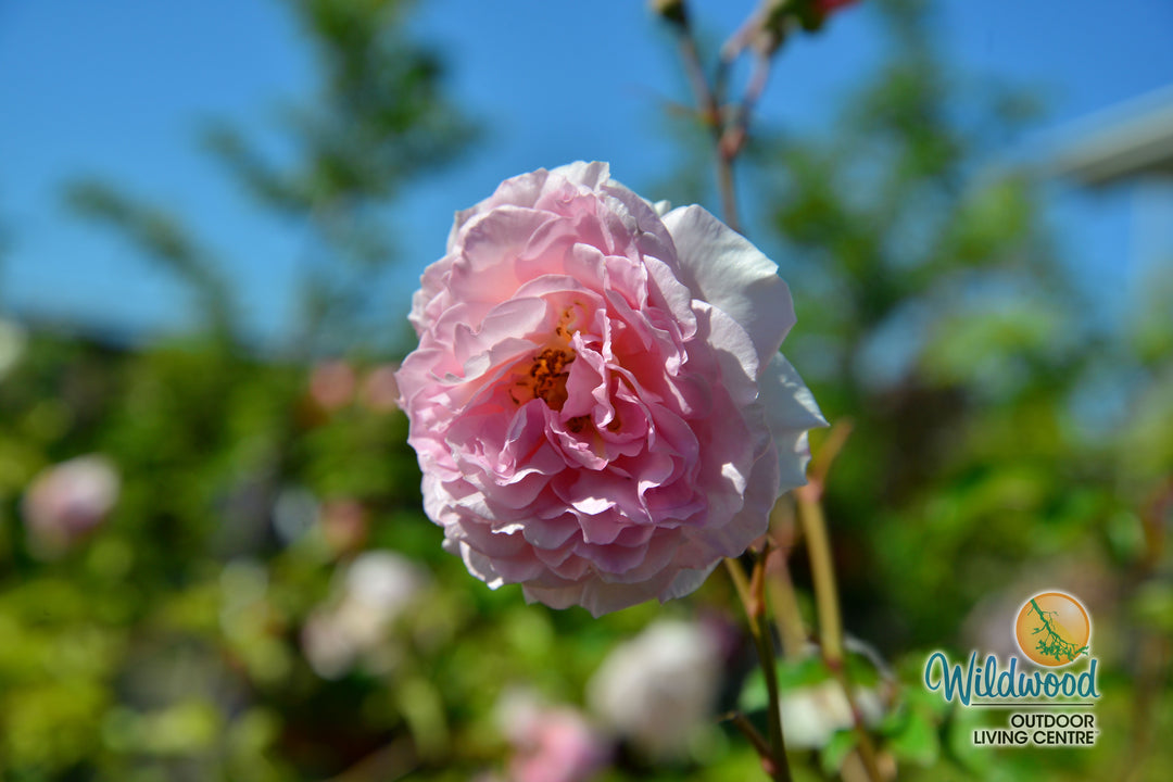 James Galway - David Austin Rose