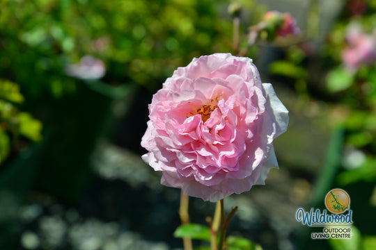 James Galway - David Austin Rose