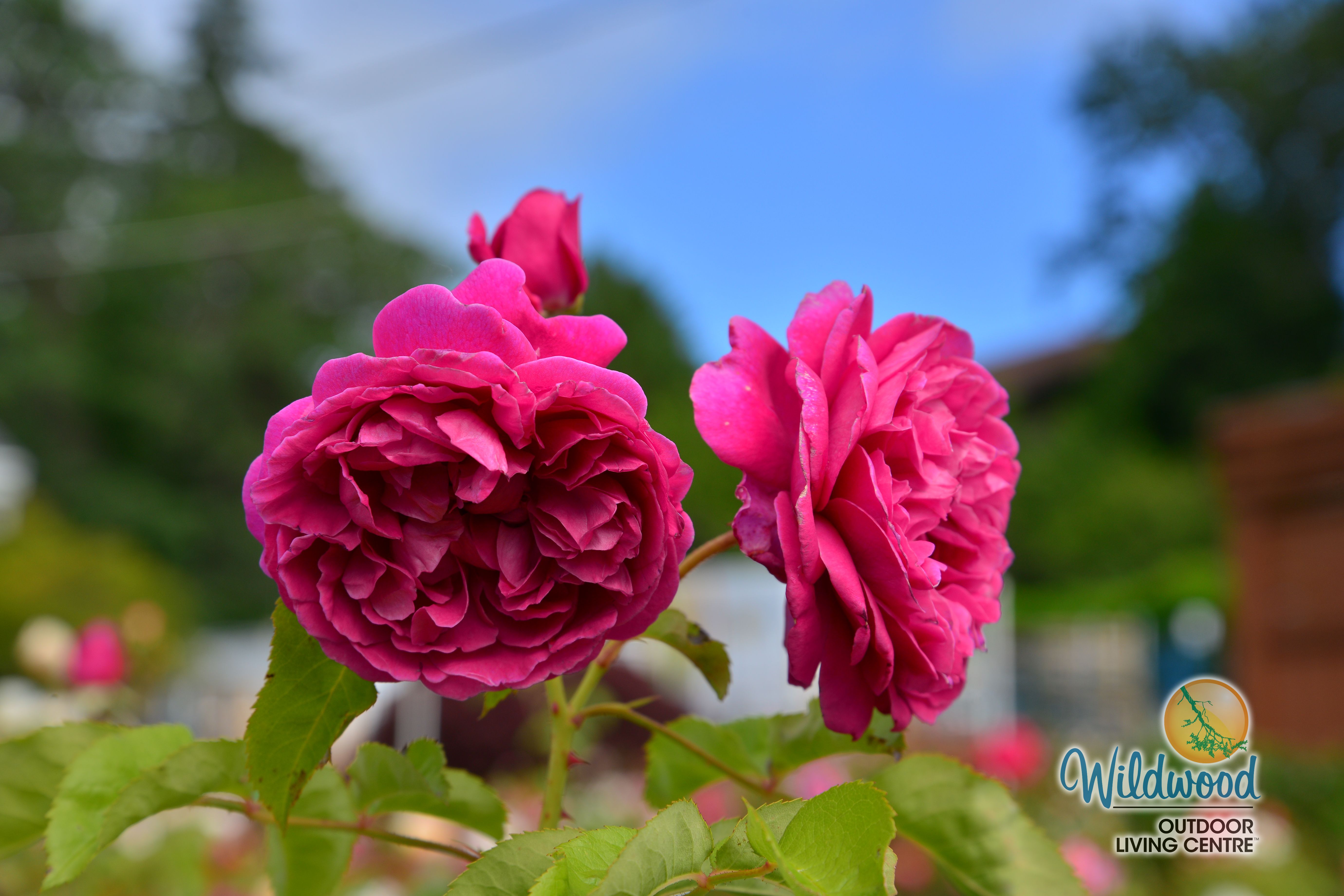 James L Austin | David Austin Rose – Wildwood Outdoor Living