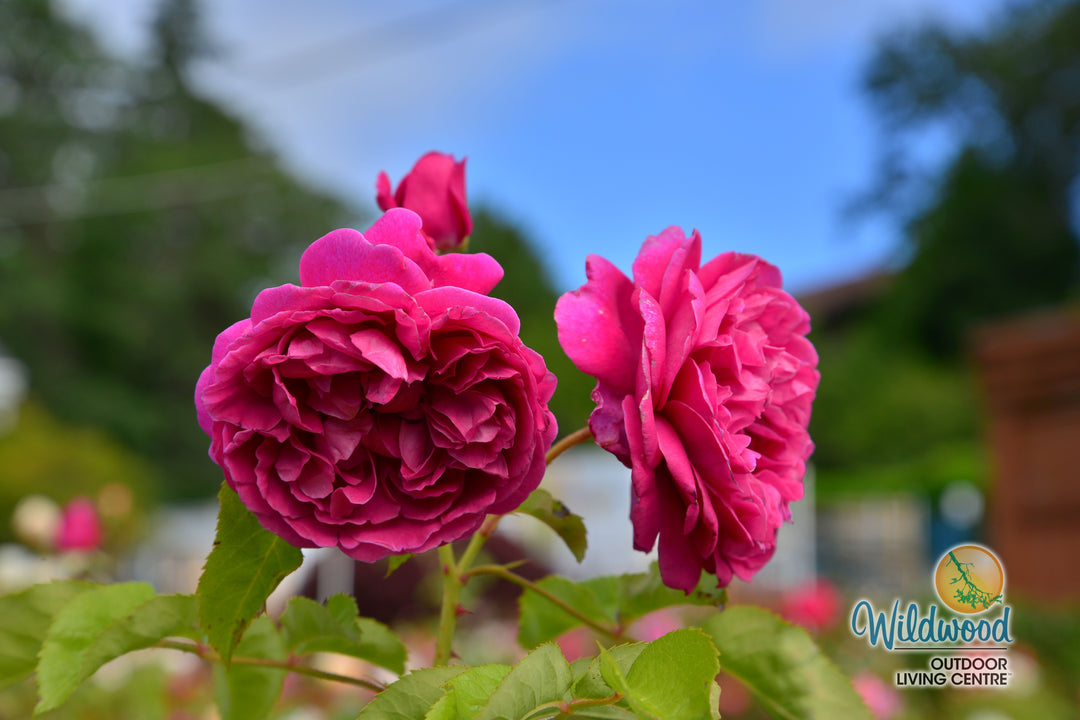James L. Austin - David Austin Rose