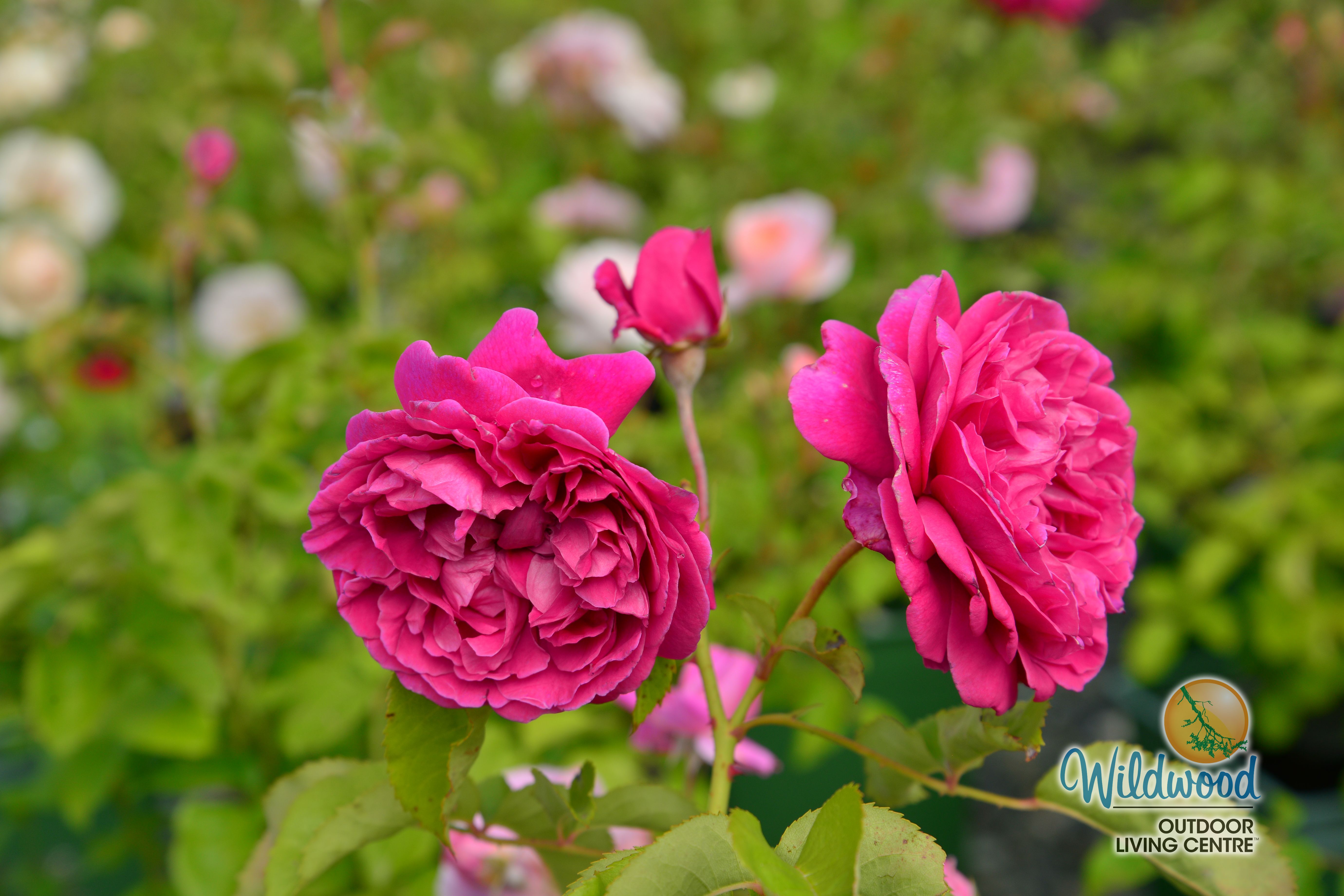 James L Austin | David Austin Rose – Wildwood Outdoor Living
