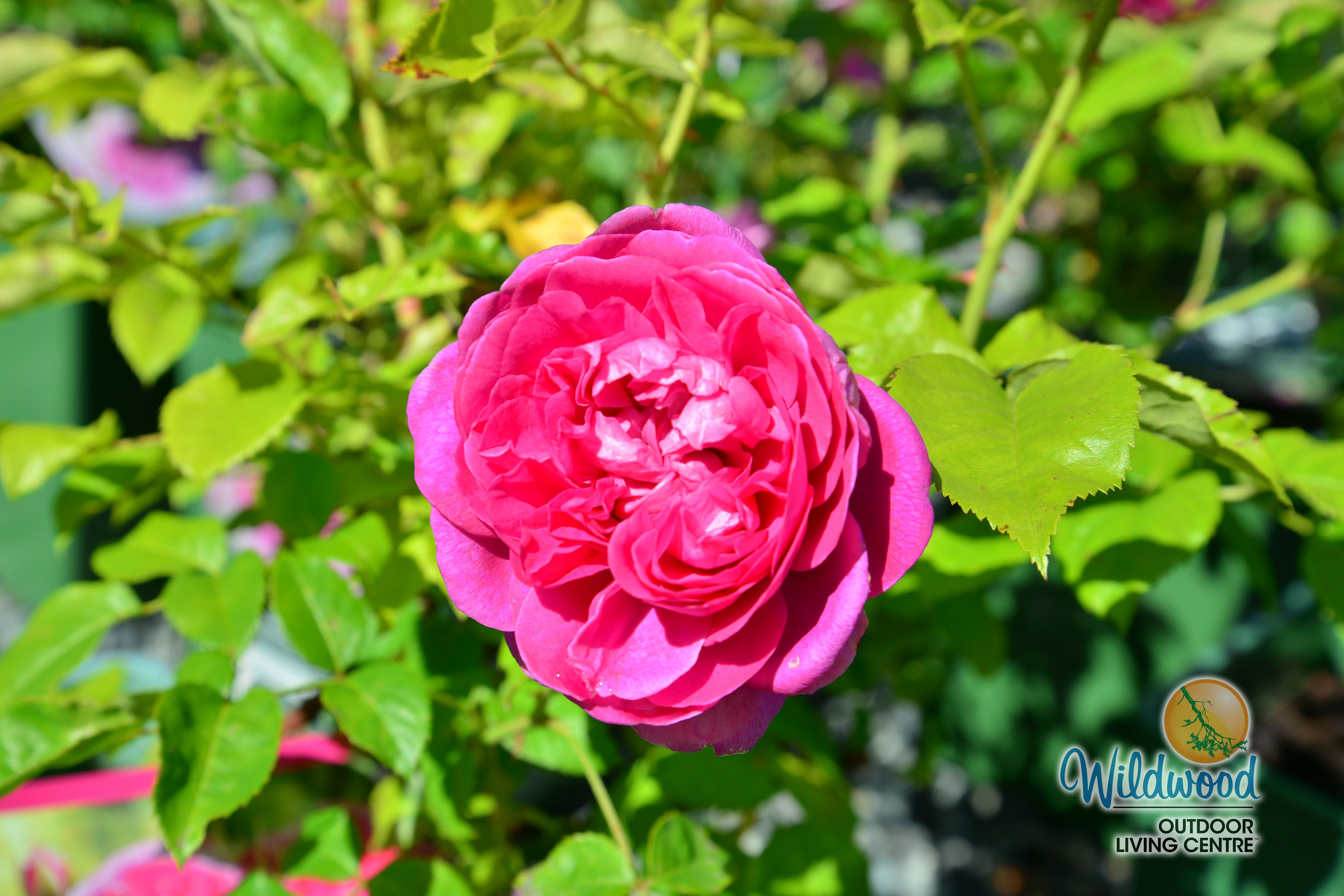 James L Austin | David Austin Rose – Wildwood Outdoor Living