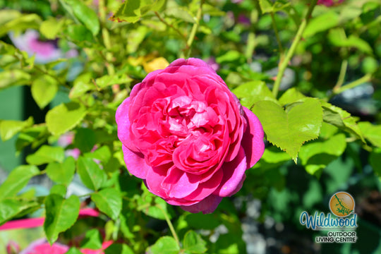 James L. Austin - David Austin Rose