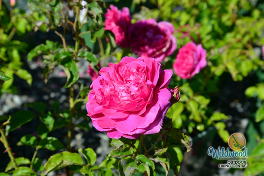 James L. Austin - David Austin Rose