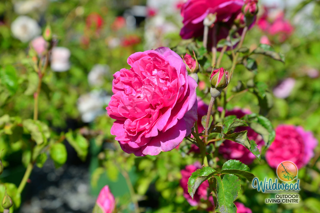 James L. Austin - David Austin Rose