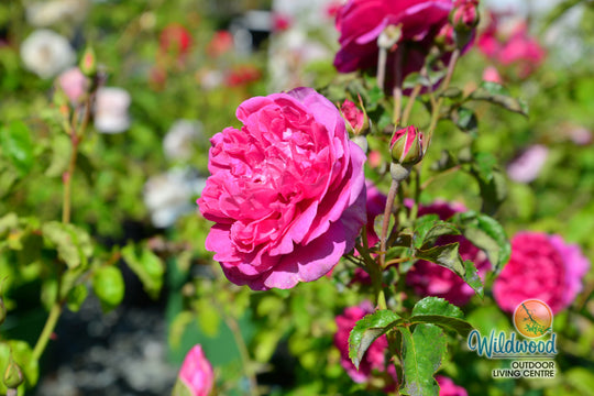 James L. Austin - David Austin Rose