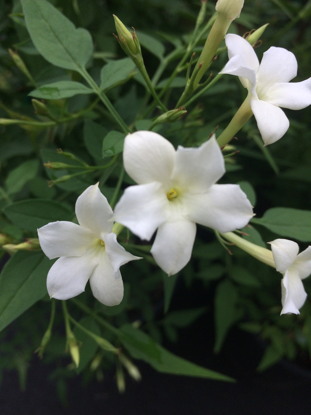 Jasmine Officinale