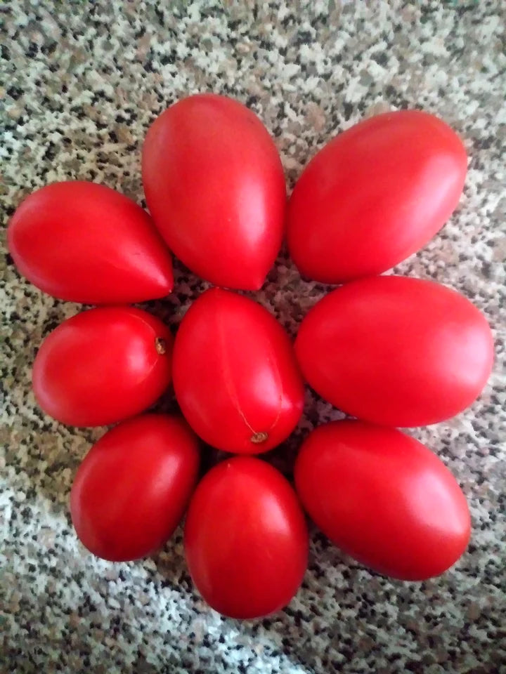 Tomato Jitomate Bulito - Eagleridge Seeds