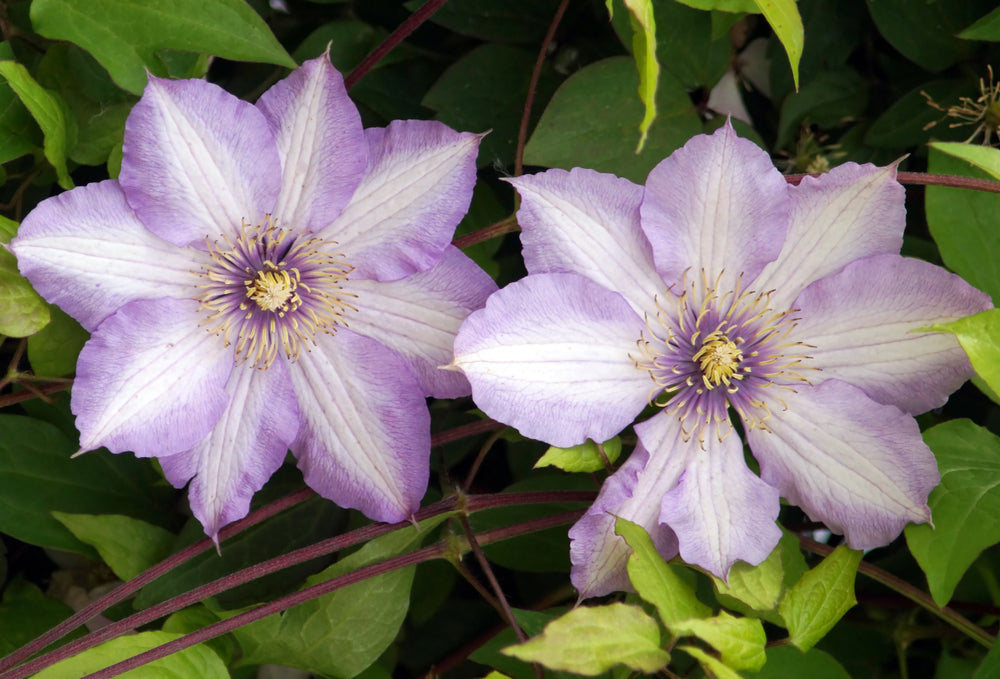 Clematis Joan Picton