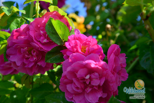 John Cabot - Cold Hardy Rose