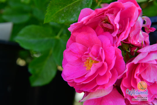John Cabot - Cold Hardy Rose