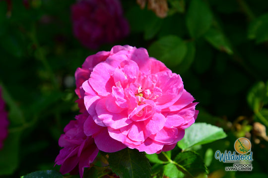 John Cabot - Cold Hardy Rose