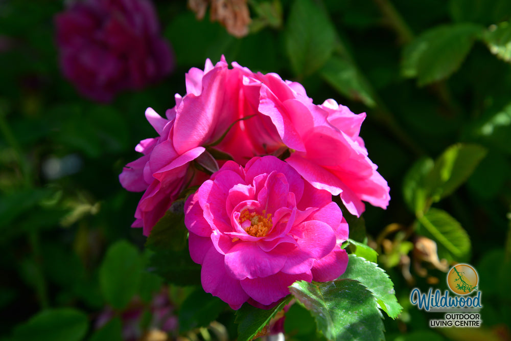 John Cabot - Cold Hardy Rose