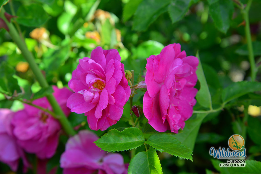 John Cabot - Cold Hardy Rose