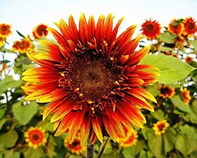 Sunflower The Joker - Pacific Northwest Seeds