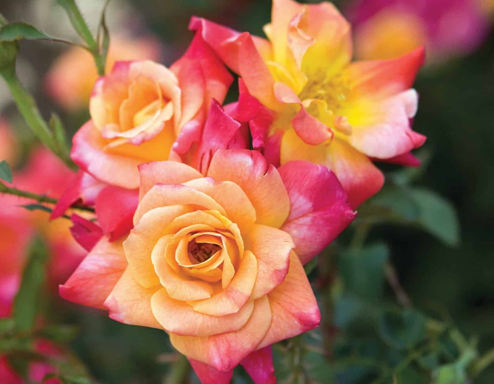 Joseph's Coat - Star Roses and Plants