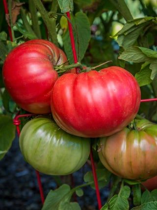 Tomato Joyce's Brandywine - Eagleridge Seeds