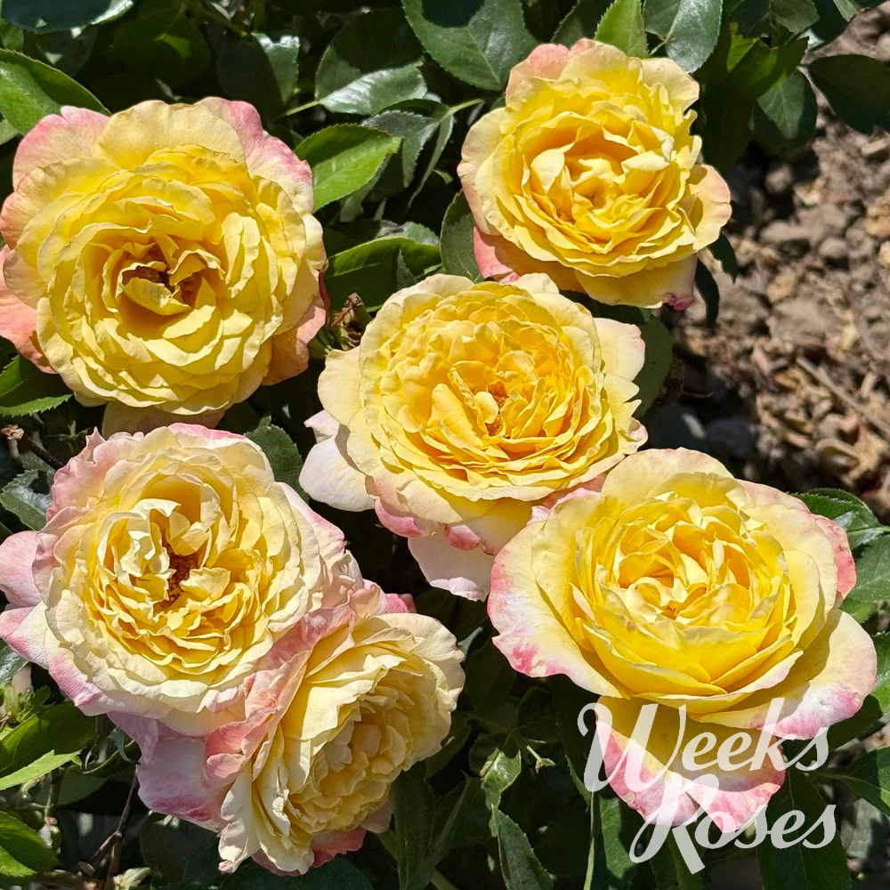 Joyride - Weeks Roses