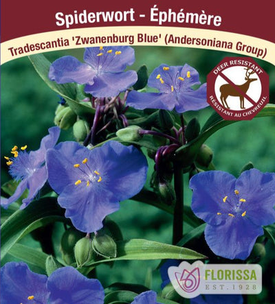 Tradescantia -  Zwanenburg Blue, 1 Pack