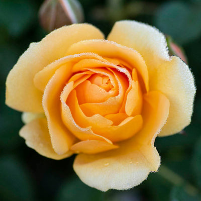 Julia Child - Star Roses and Plants
