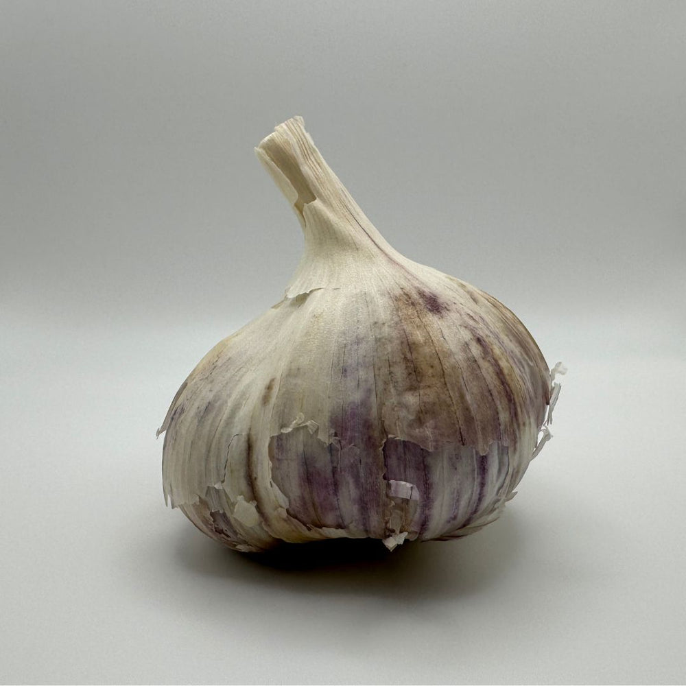 Jumbo Garlic - Russian Red | Locally Grown | 1 Bulb