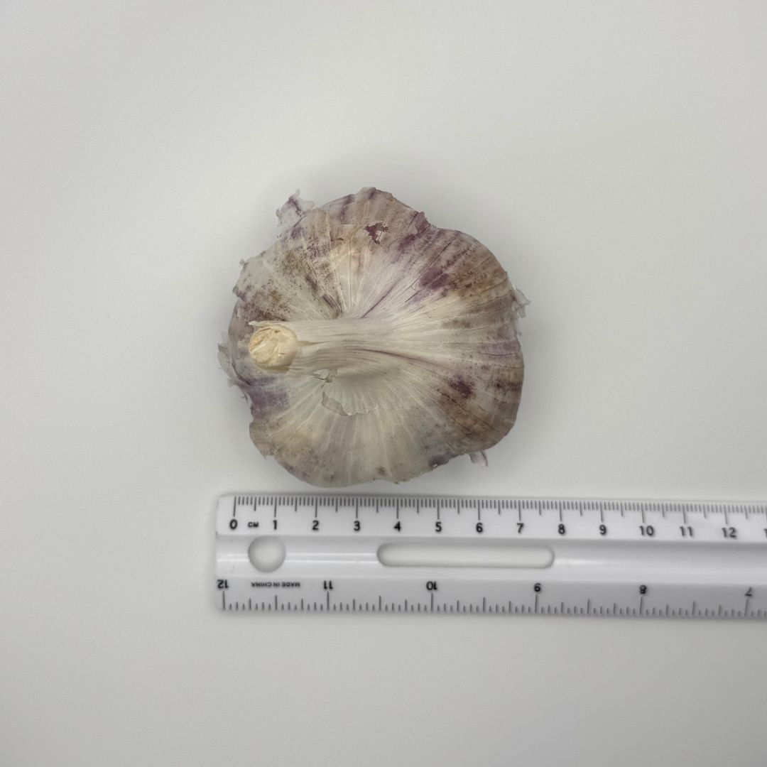 Jumbo Garlic - Russian Red | Locally Grown | 1 Bulb
