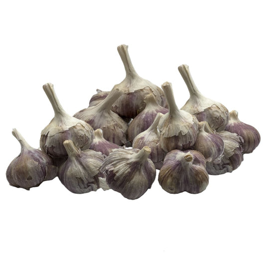 Jumbo Garlic - Russian Red | Locally Grown | 1 Bulb