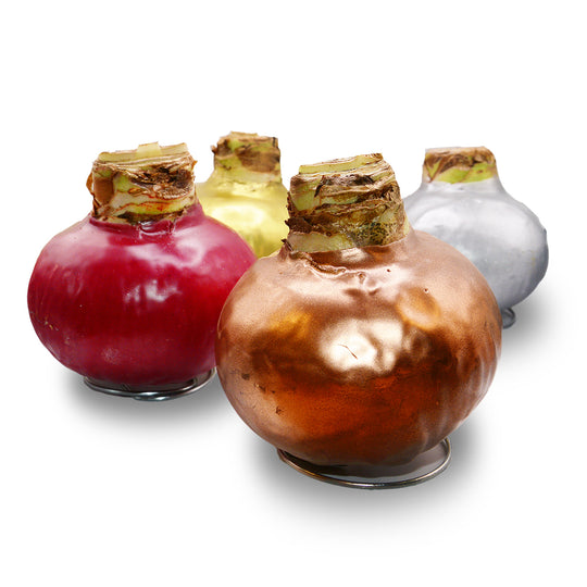 Amaryllis - Wax,  Red Bloom (Jumbo)