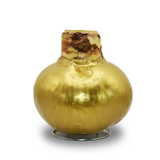 Amaryllis - Wax,  Red Bloom (Jumbo)