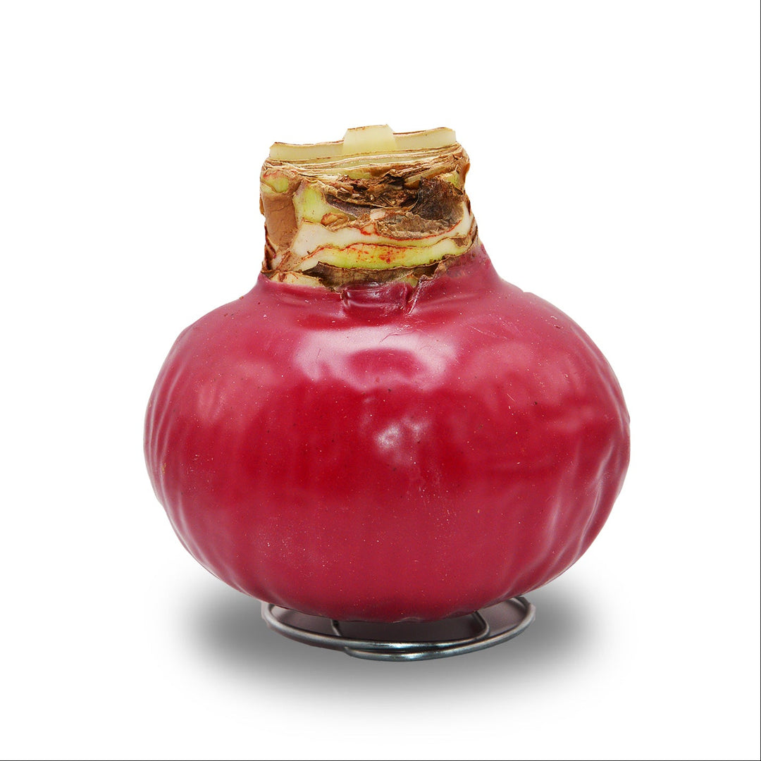 Amaryllis - Wax,  Red Bloom (Jumbo)