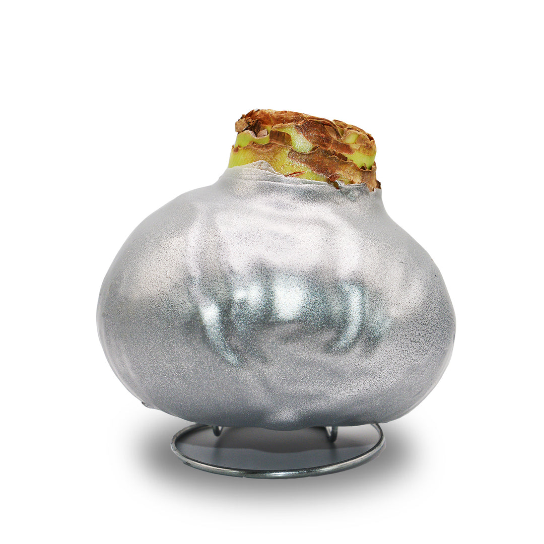 Amaryllis - Wax,  Red Bloom (Jumbo)