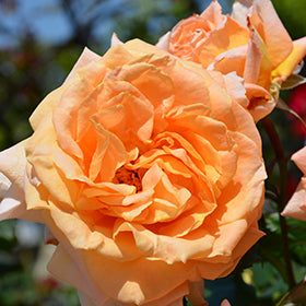 Forever Amber - Weeks Rose