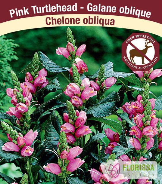Chelone - Obliqua, 1 Pack