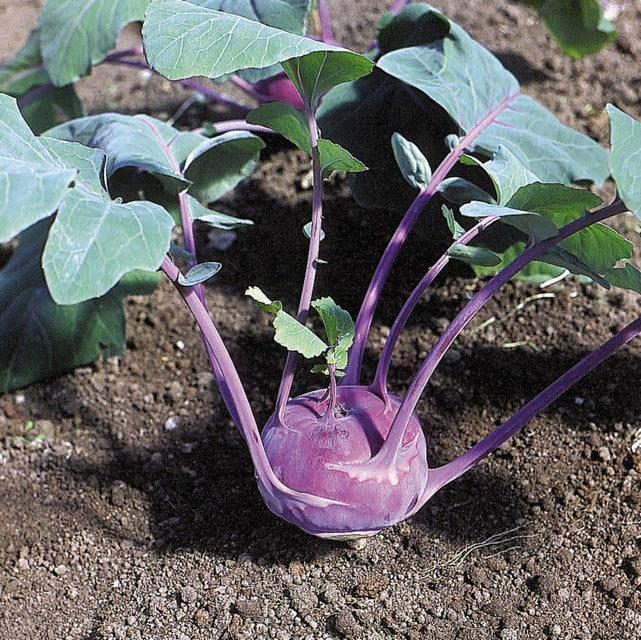 Organic Kohlrabi Azur Star - West Coast Seeds