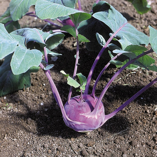 Organic Kohlrabi Azur Star - West Coast Seeds