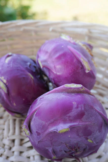 Organic Kohlrabi Azur Star - West Coast Seeds