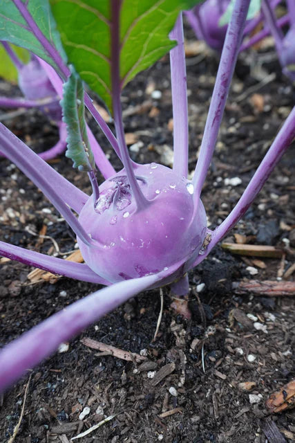 Organic Kohlrabi Azur Star - West Coast Seeds