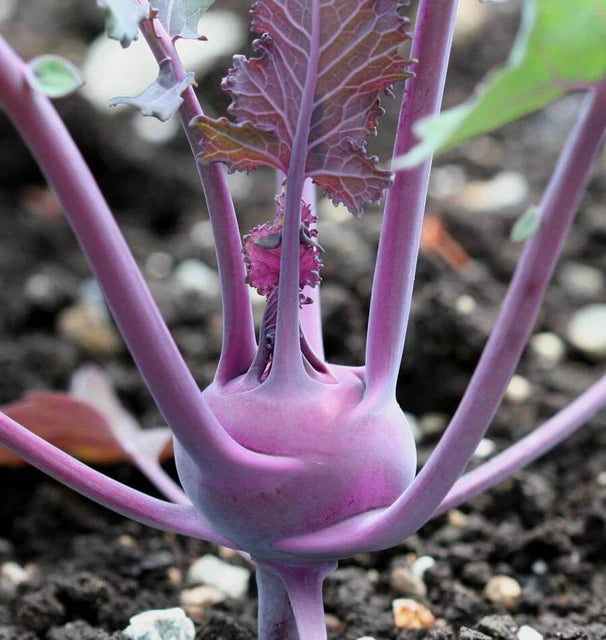 Kohlrabi Kolibri - West Coast Seeds