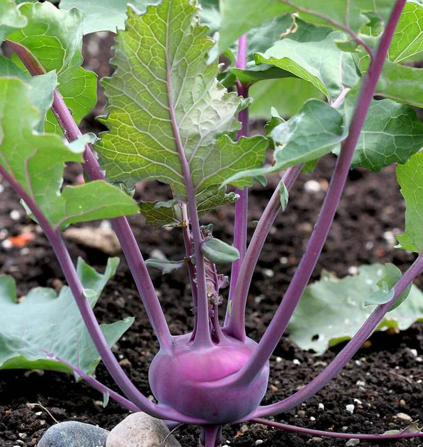 Kohlrabi Kolibri - West Coast Seeds