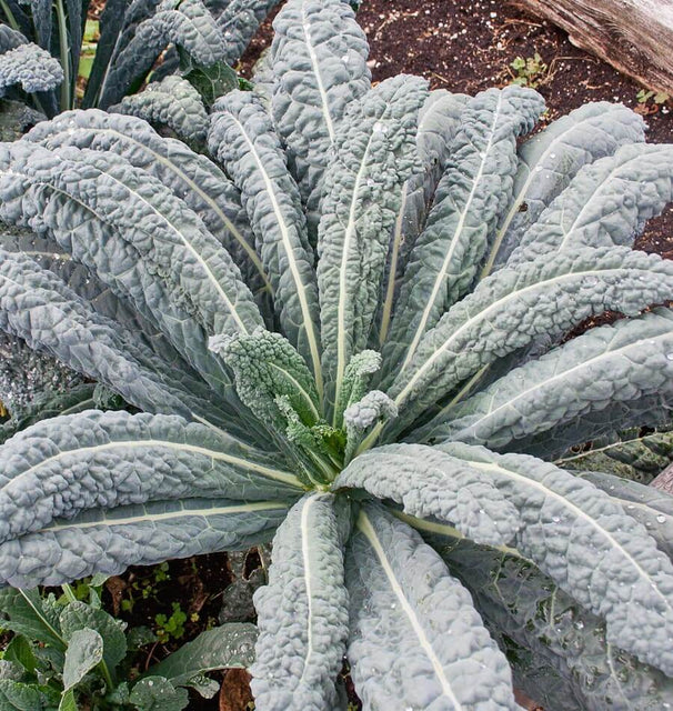 Kale Lacinato - West Coast Seeds