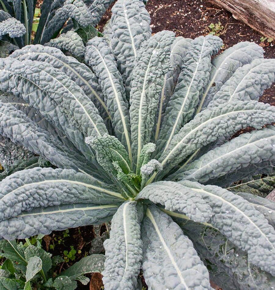 Kale Lacinato - West Coast Seeds
