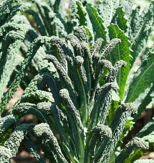Kale Lacinato - West Coast Seeds
