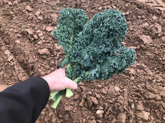 Organic Kale Arun - West Coast Seeds